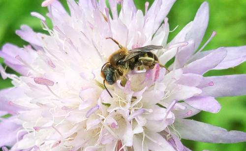 Osmia spinulosa